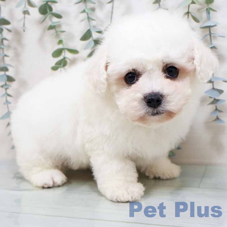 ビション・フリーゼ