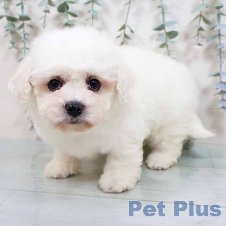 ビション・フリーゼの写真2