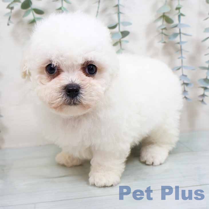 大阪府のビションフリーゼ (ペットプラス りんくう泉南店/2026年2月15日生まれ/男の子/ホワイト)の子犬の1枚目の画像