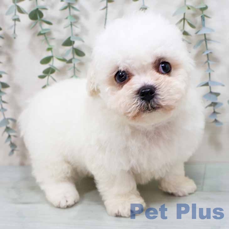 大阪府のビションフリーゼ (ペットプラス りんくう泉南店/2026年2月15日生まれ/男の子/ホワイト)の子犬の2枚目の画像