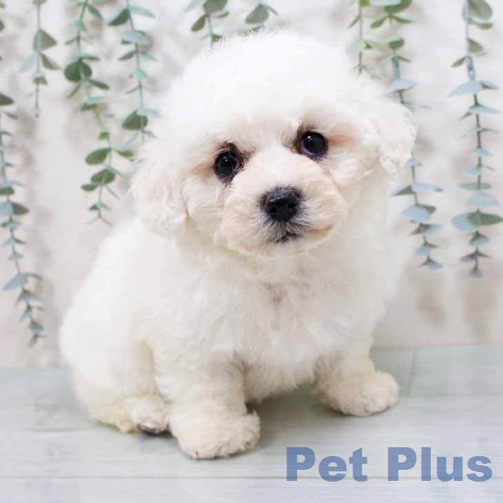 兵庫県のビションフリーゼ (ペットプラス 神戸三宮店/2026年2月15日生まれ/女の子/ホワイト)の子犬