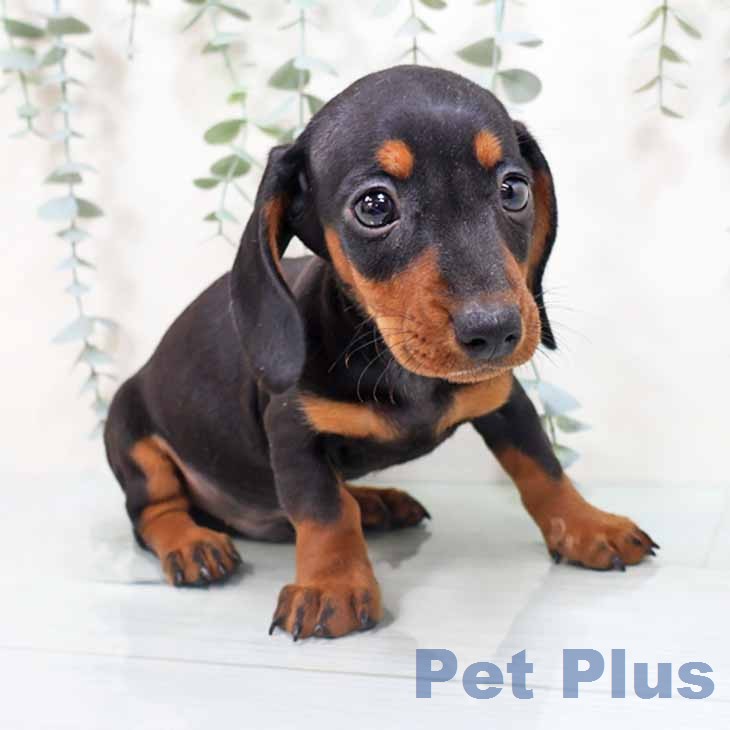 ミニチュア・ダックスフンドの写真2