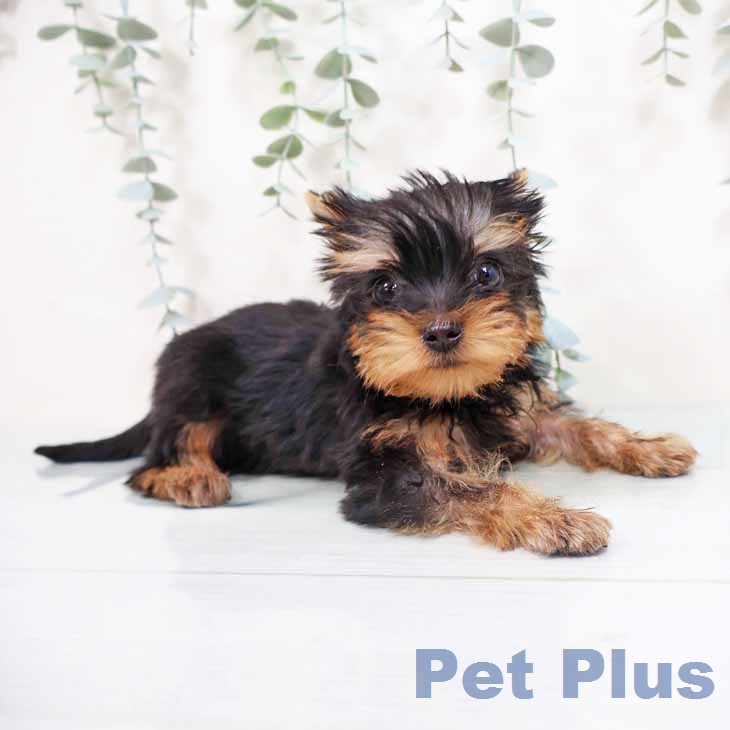 ヨークシャー・テリアの写真2