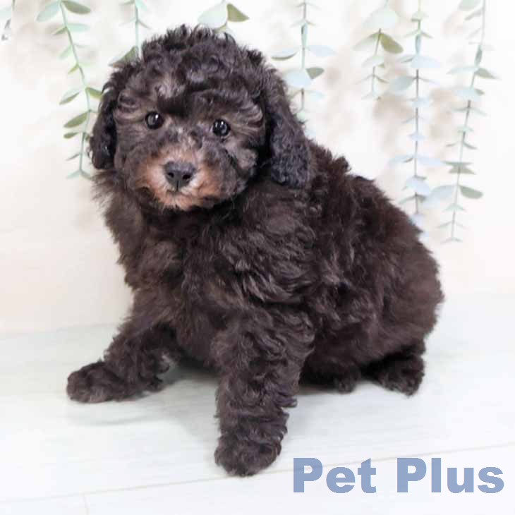 トイ・プードル