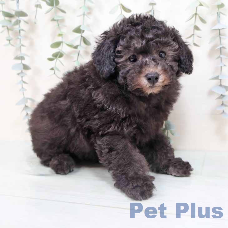 トイ・プードルの写真2