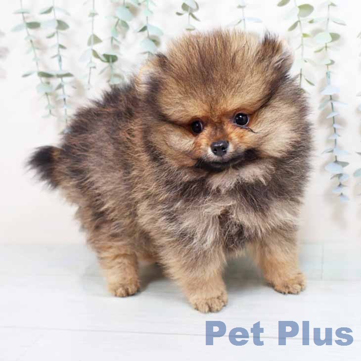 ポメラニアンの写真2