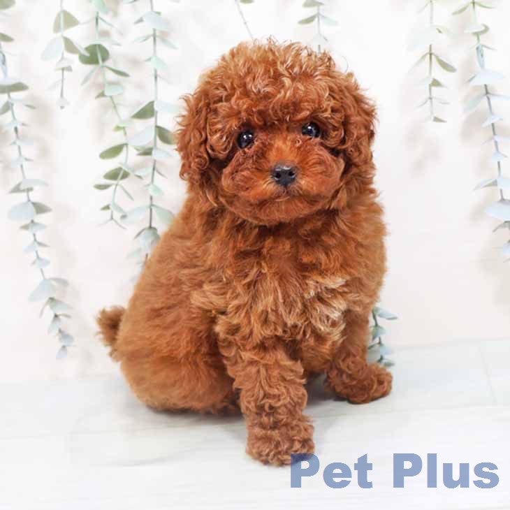 トイ・プードル