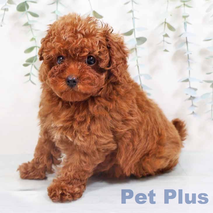 トイ・プードルの写真2