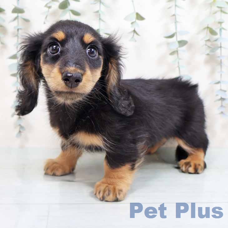 ミニチュア・ダックスフンド