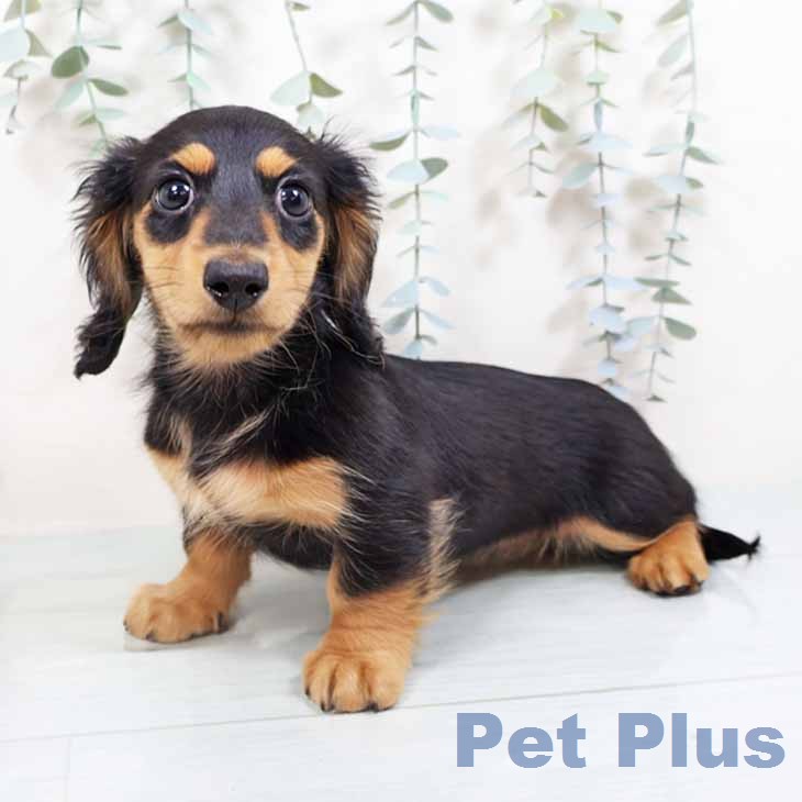 ミニチュア・ダックスフンドの写真2