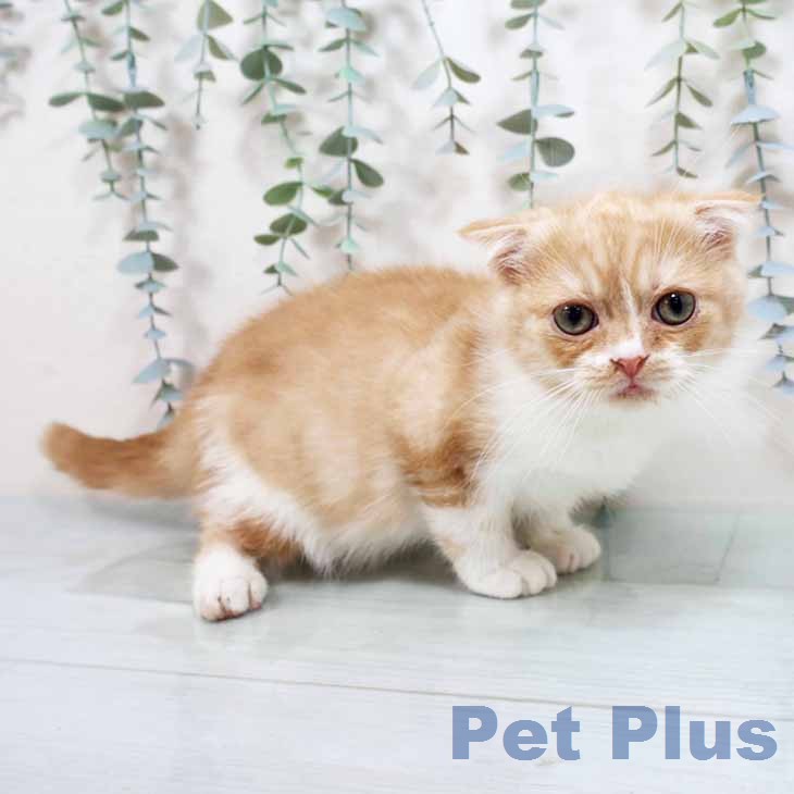 スコティッシュフォールド