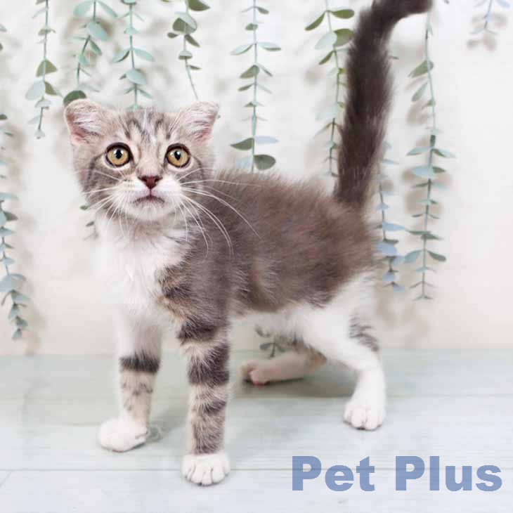 京都府のスコティッシュフォールド (ペットプラス 醍醐店/2026年2月14日生まれ/男の子/ブルータビーホワイト)の子猫の1枚目の画像