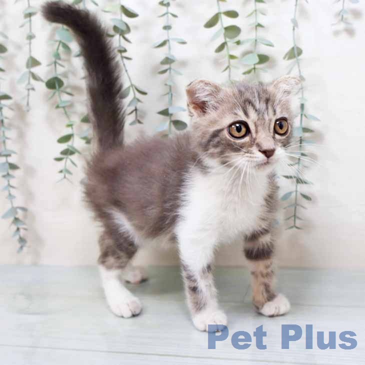 京都府のスコティッシュフォールド (ペットプラス 醍醐店/2026年2月14日生まれ/男の子/ブルータビーホワイト)の子猫の2枚目の画像