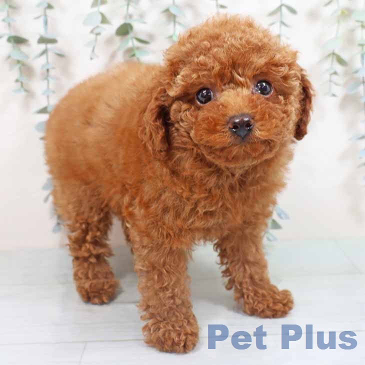 新潟県のトイプードル(トイ) (ペットプラス 新潟南店/2026年2月17日生まれ/女の子/レッドフォーン)の子犬の1枚目の画像