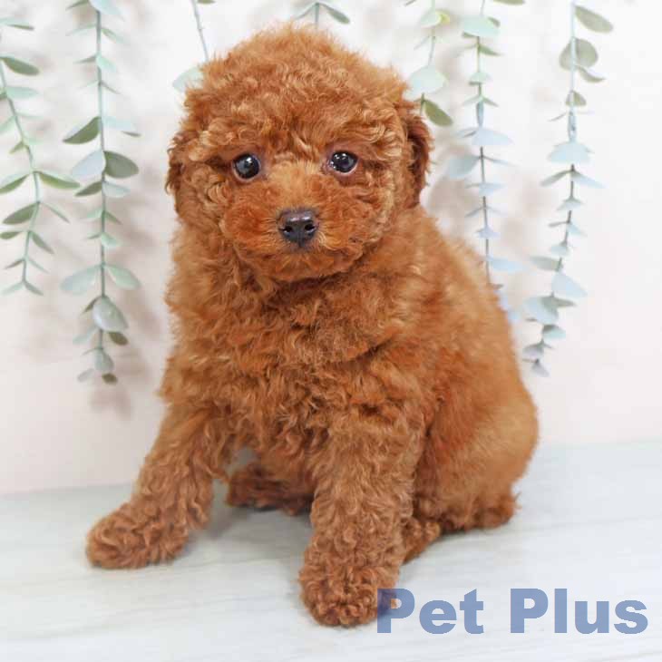 新潟県のトイプードル(トイ) (ペットプラス 新潟南店/2026年2月17日生まれ/女の子/レッドフォーン)の子犬の2枚目の画像