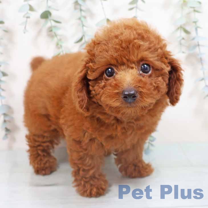 トイ・プードル