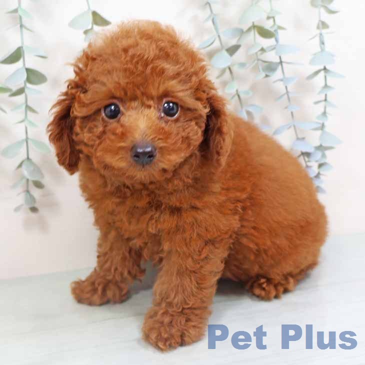 トイ・プードルの写真2