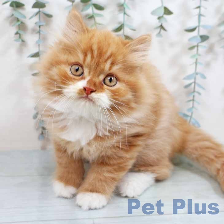 兵庫県のラガマフィン (ペットプラス 神戸三宮店/2026年2月10日生まれ/男の子/レッドタビーホワイト)の子猫