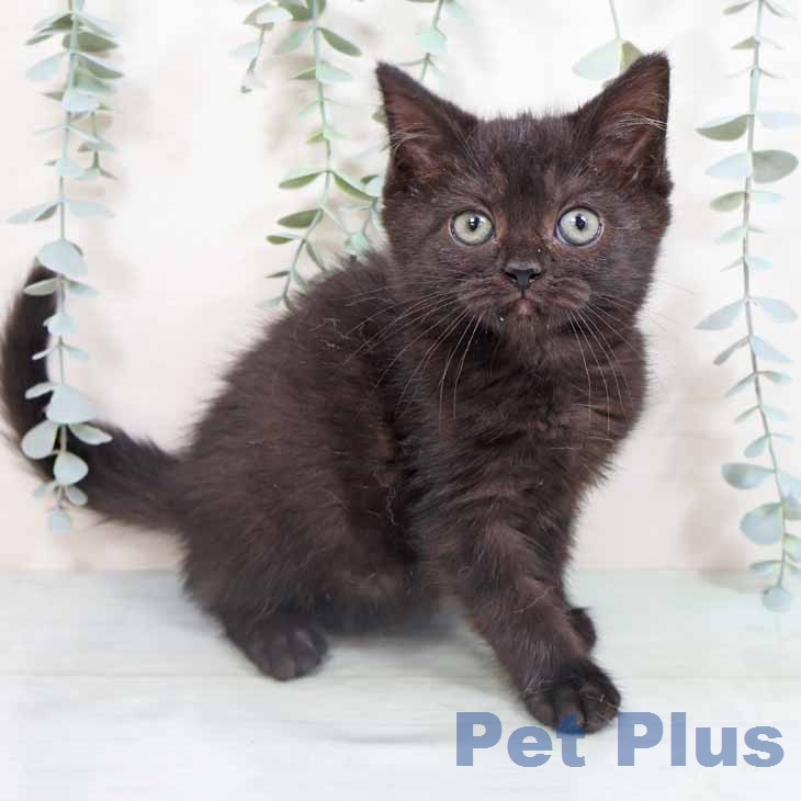 新潟県のスコティッシュフォールド (ペットプラス 新潟青山店/2026年1月22日生まれ/男の子/ブラック)の子猫の1枚目の画像
