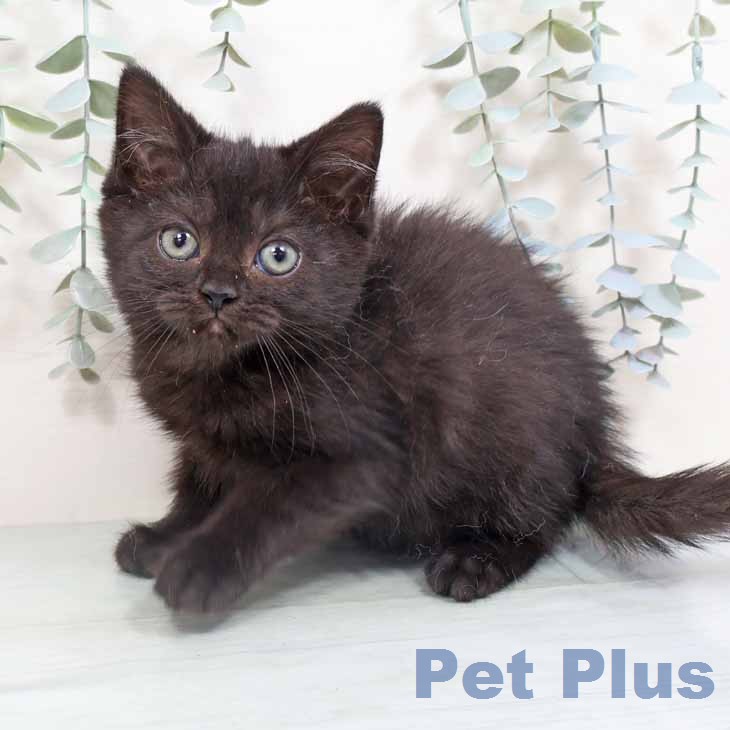 新潟県のスコティッシュフォールド (ペットプラス 新潟青山店/2026年1月22日生まれ/男の子/ブラック)の子猫の2枚目の画像