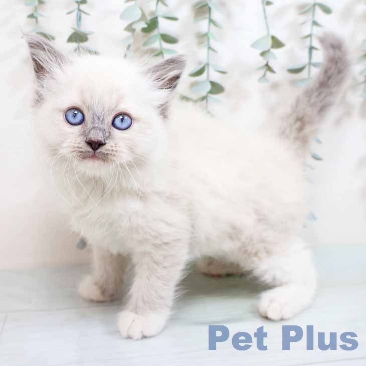 新潟県のラグドール (ペットプラス 新潟青山店/2026年2月18日生まれ/男の子/ブルーポイントミテッド)の子猫の1枚目の画像