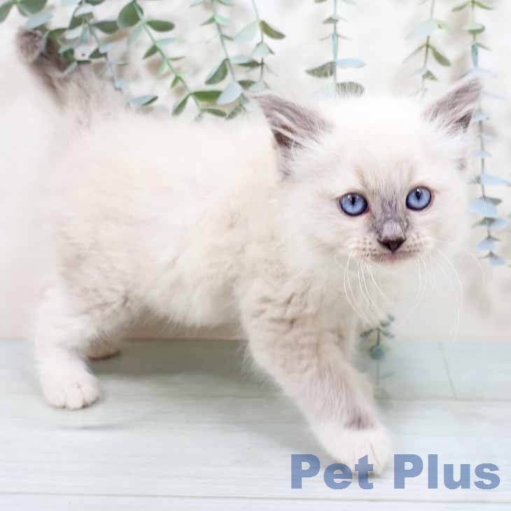 新潟県のラグドール (ペットプラス 新潟青山店/2026年2月18日生まれ/男の子/ブルーポイントミテッド)の子猫の2枚目の画像