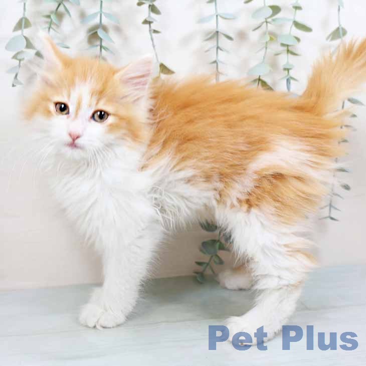 ノルウェージャンフォレストキャット