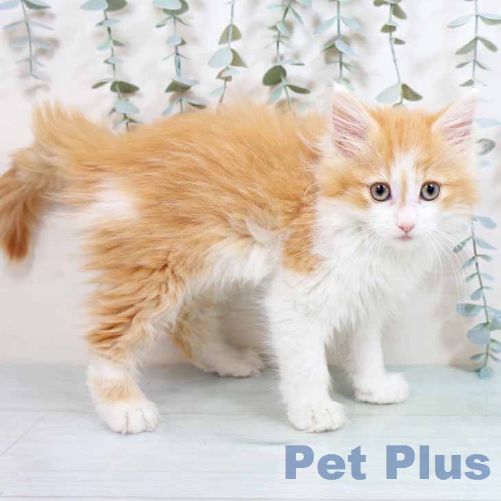 ノルウェージャンフォレストキャットの写真2