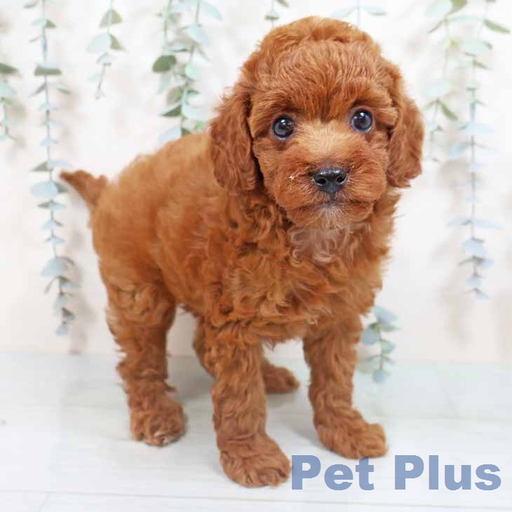 トイ・プードル