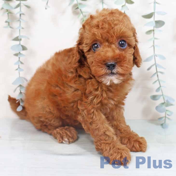 トイ・プードル