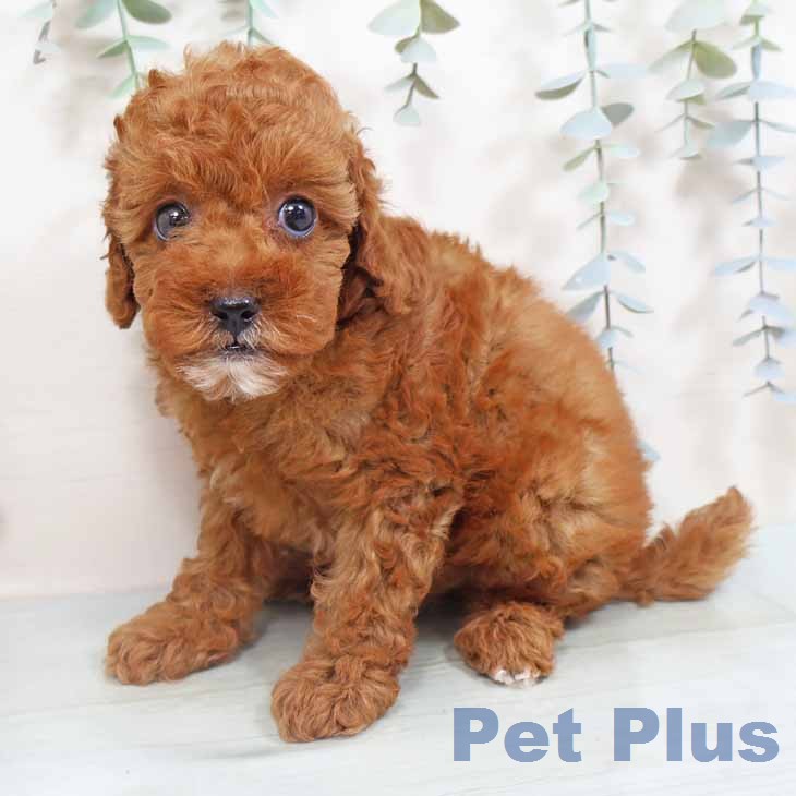 トイ・プードルの写真2