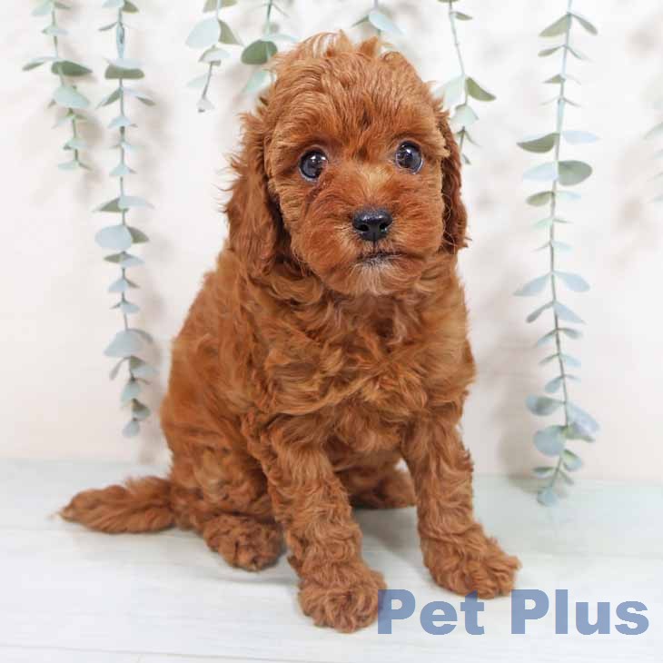 トイ・プードル