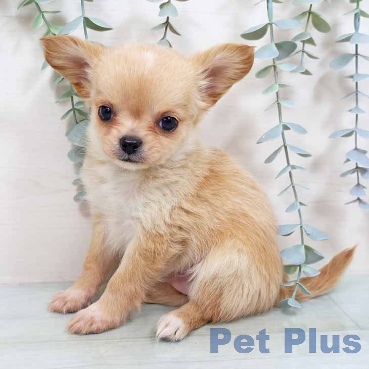 神奈川県のチワワ(ロング) (ペットプラス 座間店/2026年2月18日生まれ/男の子/クリームホワイト)の子犬の1枚目の画像