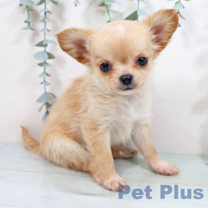 神奈川県のチワワ(ロング) (ペットプラス 座間店/2026年2月18日生まれ/男の子/クリームホワイト)の子犬の2枚目の画像