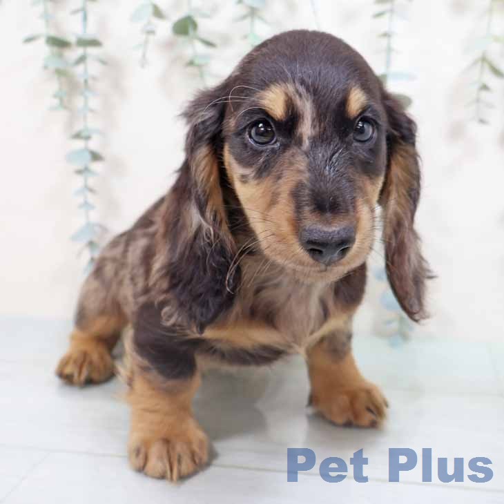 ミニチュア・ダックスフンド