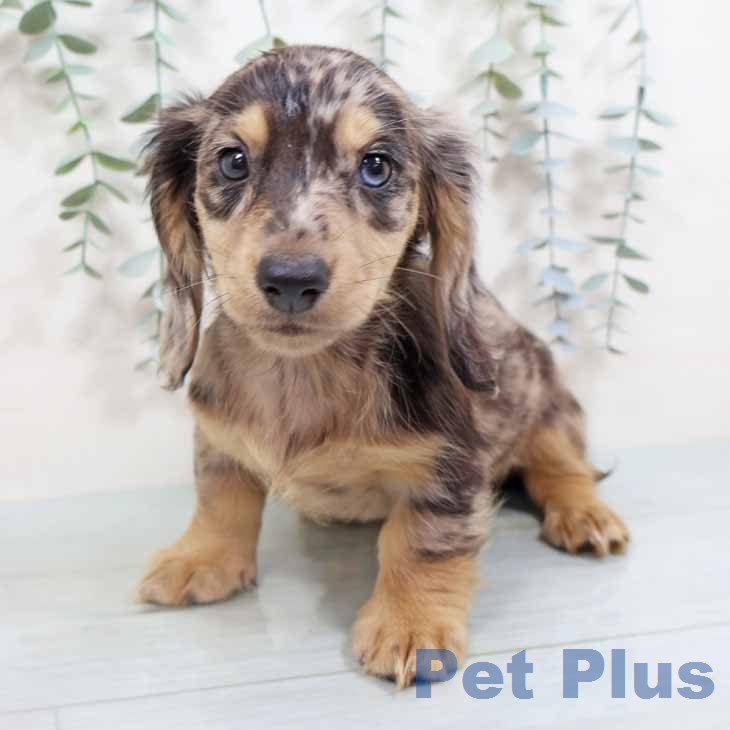 ミニチュア・ダックスフンドの写真2