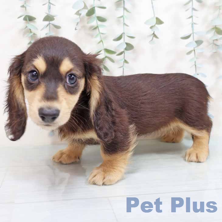 ミニチュア・ダックスフンドの写真2