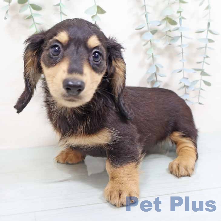 ミニチュア・ダックスフンド