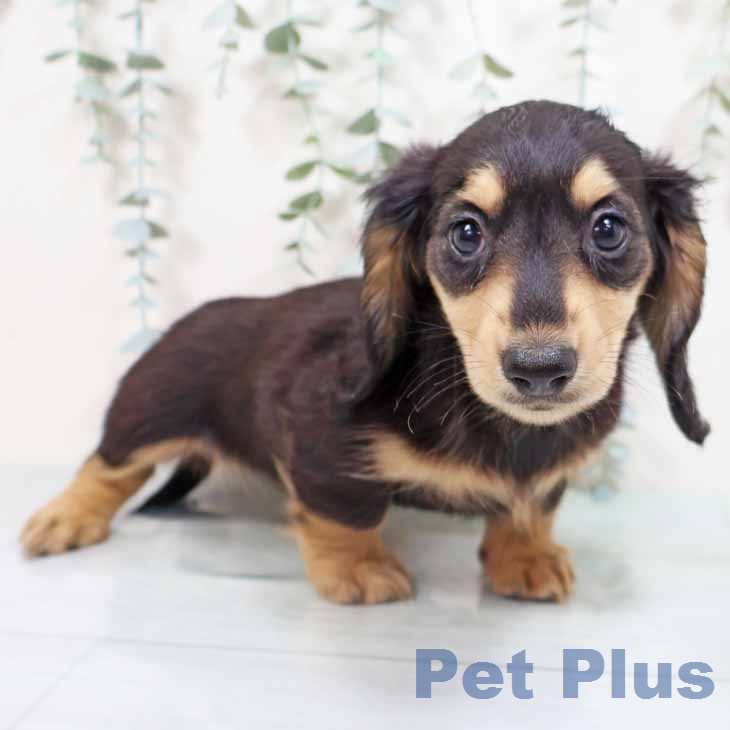 ミニチュア・ダックスフンドの写真2