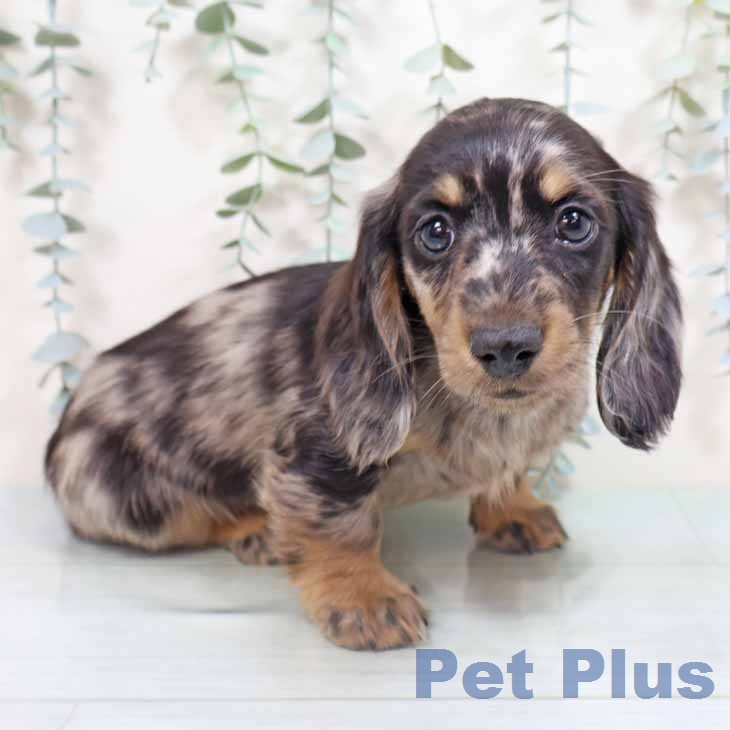 ミニチュア・ダックスフンド