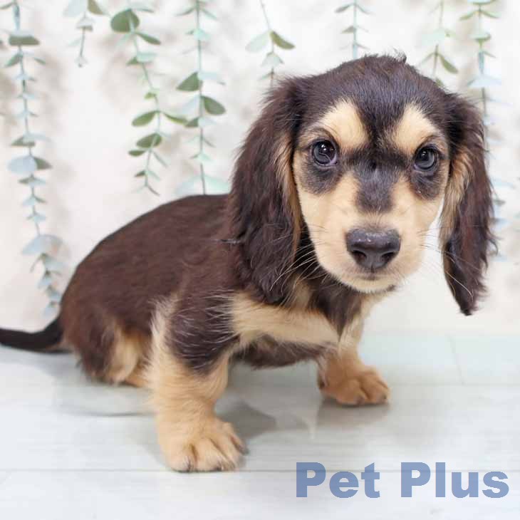 ミニチュア・ダックスフンド