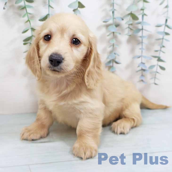 大阪府のミニチュアダックスフンド(ロング) (ペットプラス イオン大日店/2026年2月17日生まれ/女の子/イエロー)の子犬の1枚目の画像