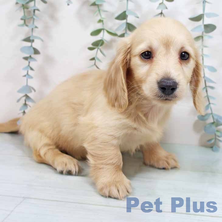 大阪府のミニチュアダックスフンド(ロング) (ペットプラス イオン大日店/2026年2月17日生まれ/女の子/イエロー)の子犬の2枚目の画像