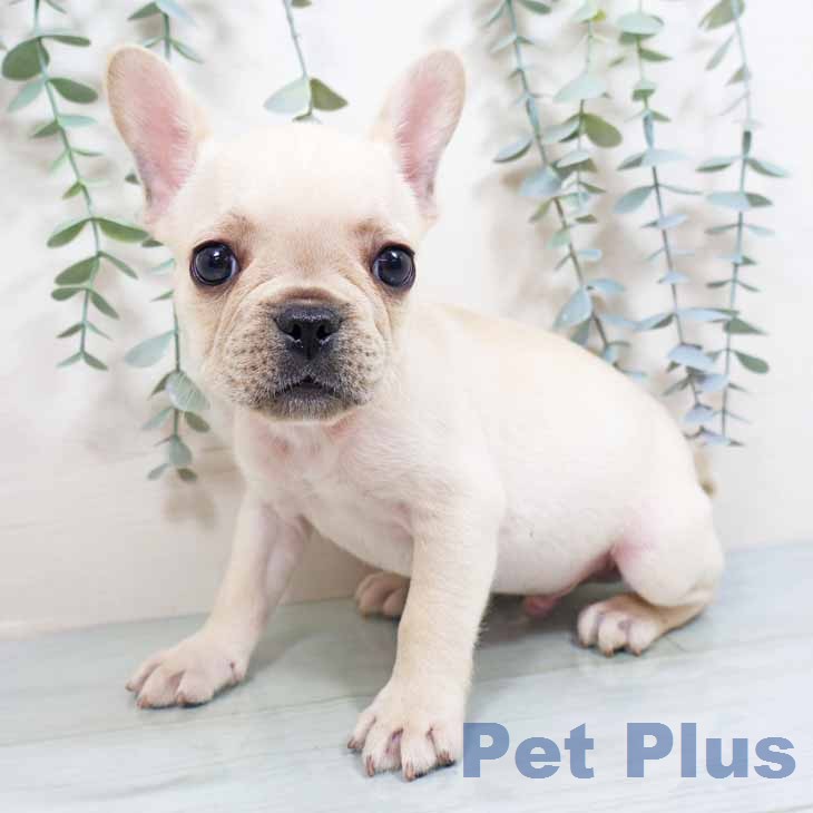 大阪府のフレンチブルドッグ (ペットプラス イオン大日店/2026年2月13日生まれ/男の子/クリーム)の子犬