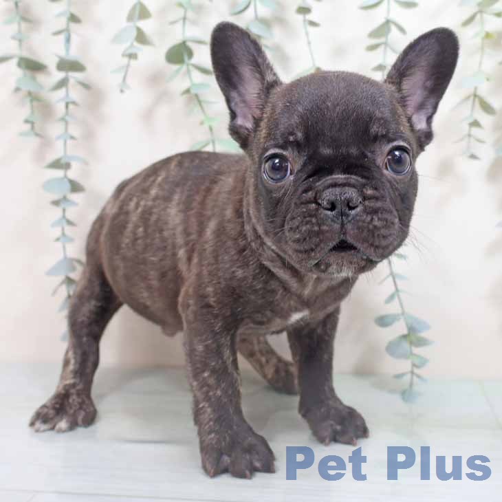 フレンチ・ブルドッグ