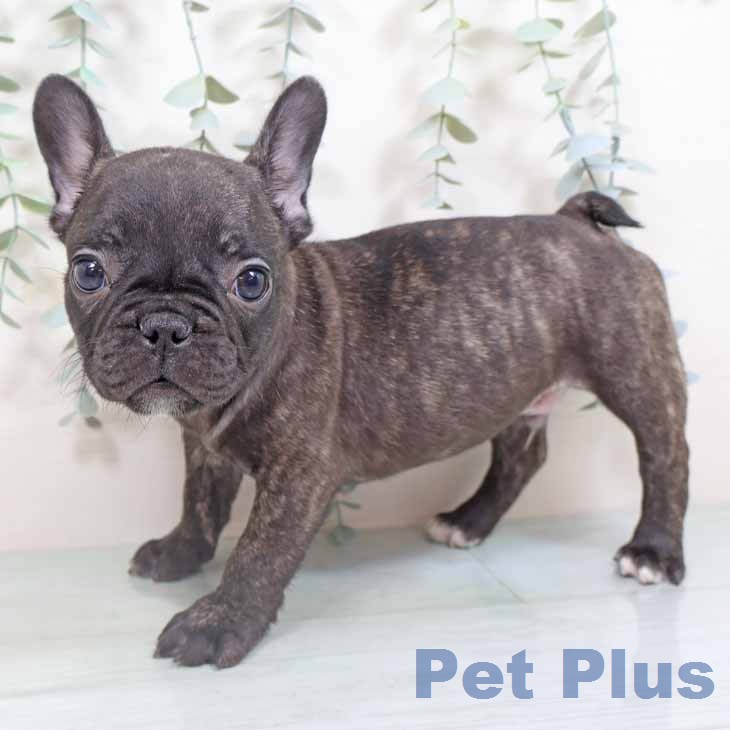 フレンチ・ブルドッグ