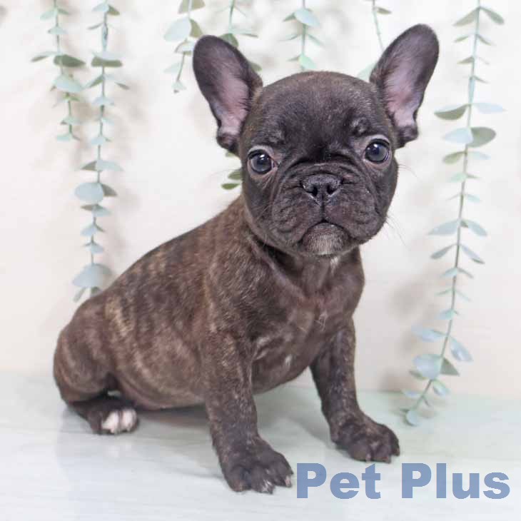 フレンチ・ブルドッグの写真2