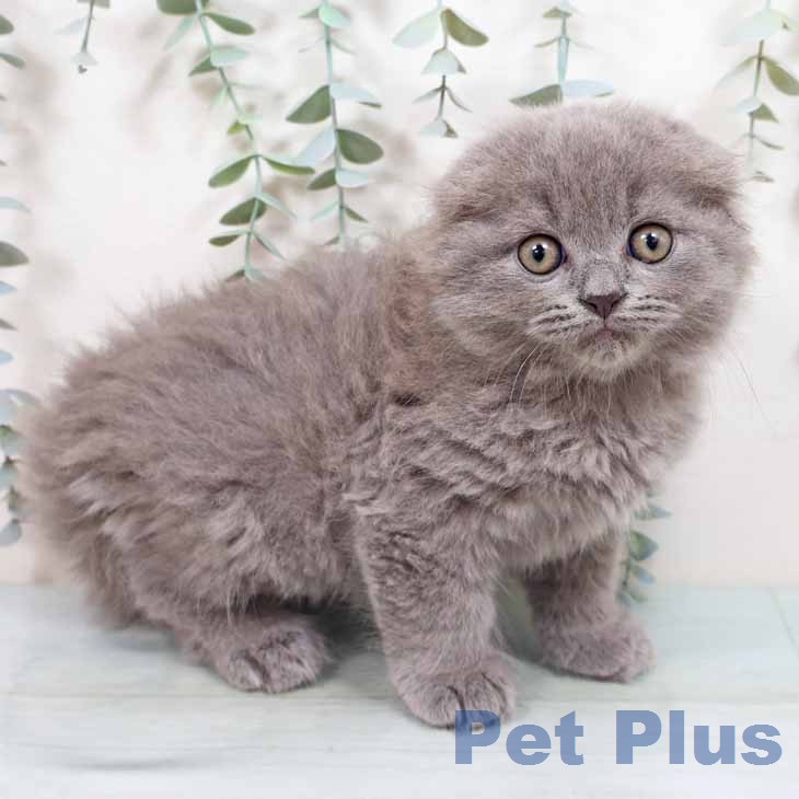 兵庫県のスコティッシュフォールド (ペットプラス 神戸三宮店/2026年2月17日生まれ/男の子/ブルー)の子猫