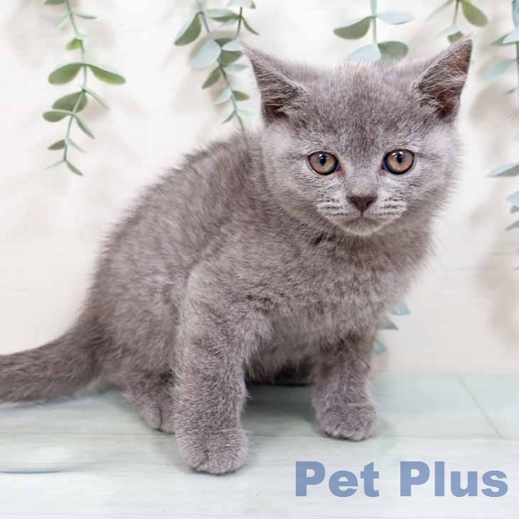 スコティッシュフォールド