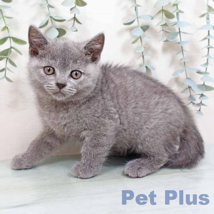 スコティッシュフォールドの写真2